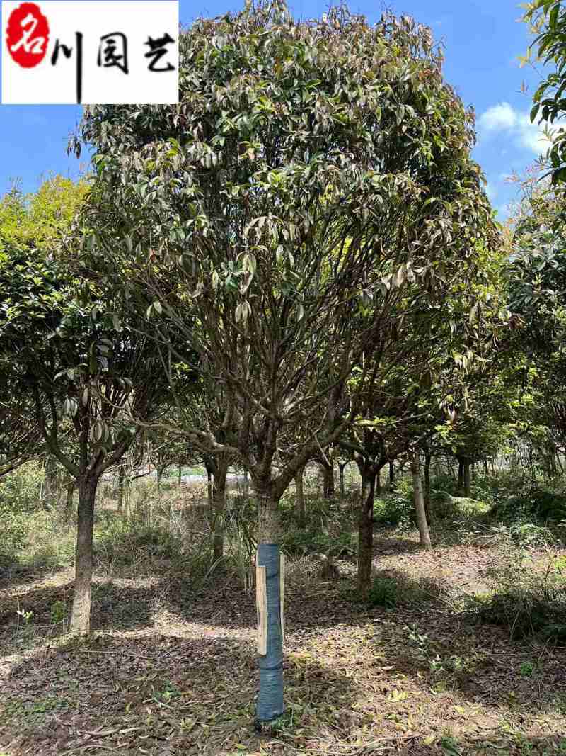 长期供应桂花树八月桂金桂成都桂花树基地直销量大价优