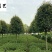 长期供应桂花树八月桂金桂成都桂花树基地直销量大价优