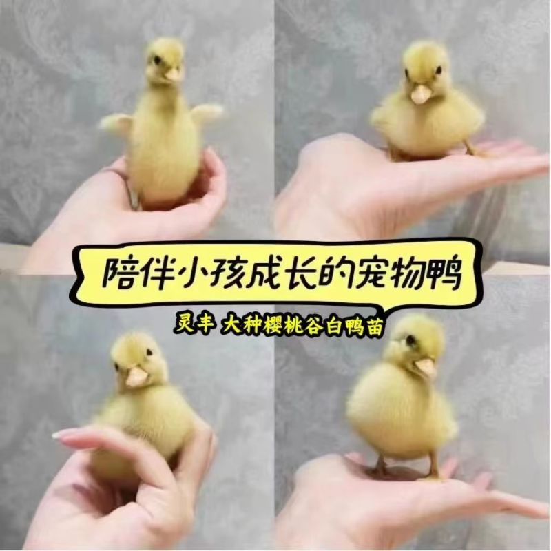 白番鸭苗大种白番鸭苗质量保证量大从优包运输包疫苗包成活