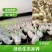 白番鸭苗大种白番鸭苗质量保证量大从优包运输包疫苗包成活