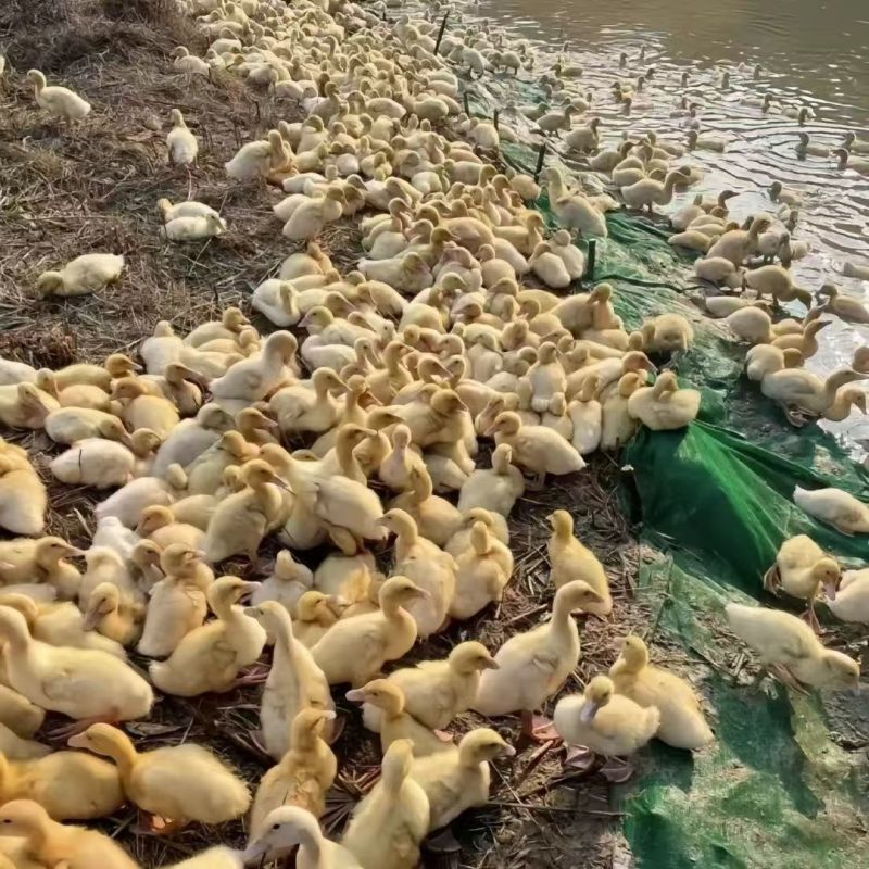 白番鸭苗大种白番鸭苗质量保证量大从优包运输包疫苗包成活