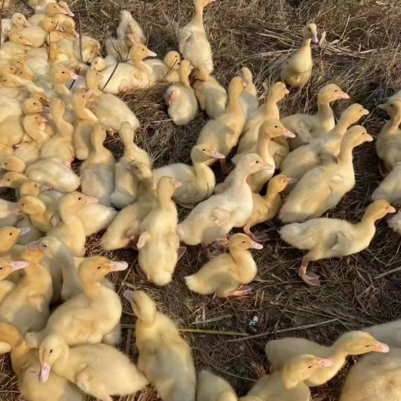 白番鸭苗大种白番鸭苗质量保证量大从优包运输包疫苗包成活