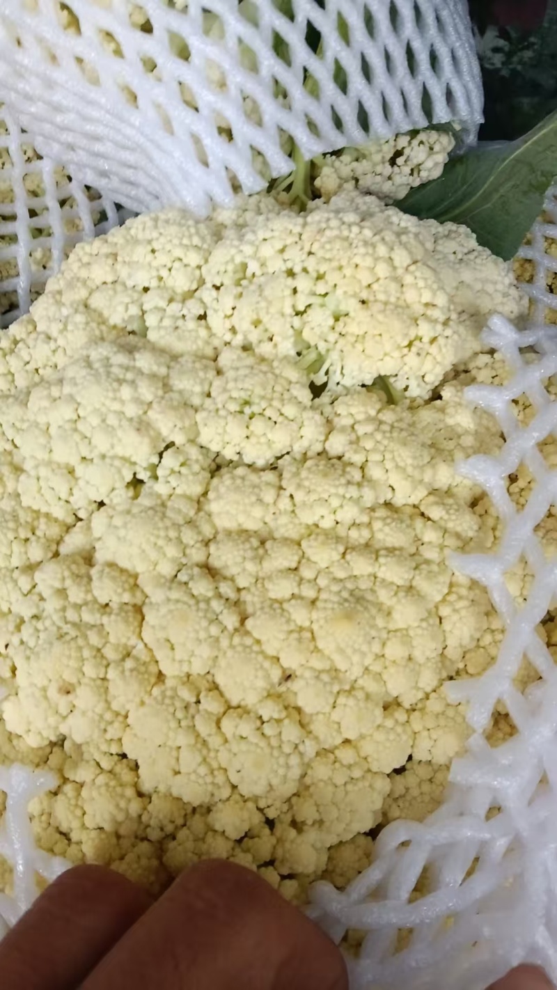 松花菜有机菜花通许花菜产地直发品质保障量大优惠
