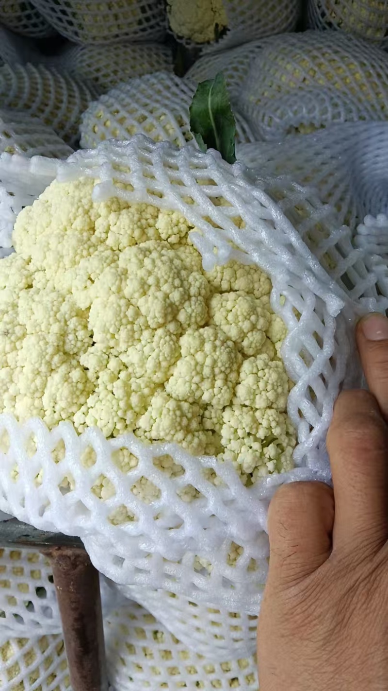 松花菜有机菜花通许花菜产地直发品质保障量大优惠