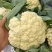 松花菜有机菜花通许花菜产地直发品质保障量大优惠