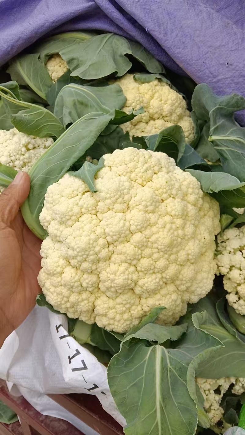 松花菜有机菜花通许花菜产地直发品质保障量大优惠
