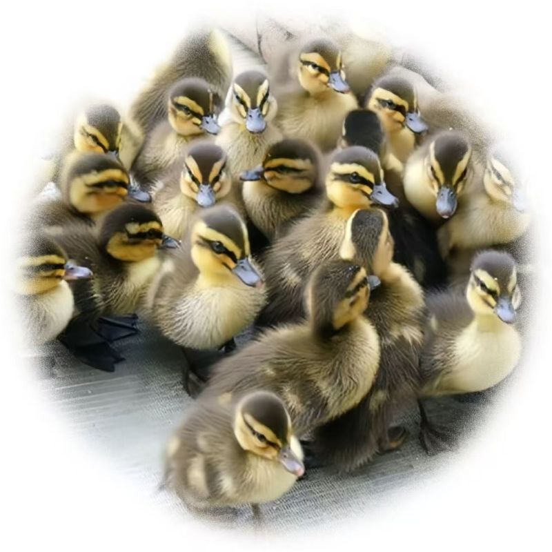 青头鸭苗纯种青头鸭苗全国发货运输死亡包赔防疫齐全包成活