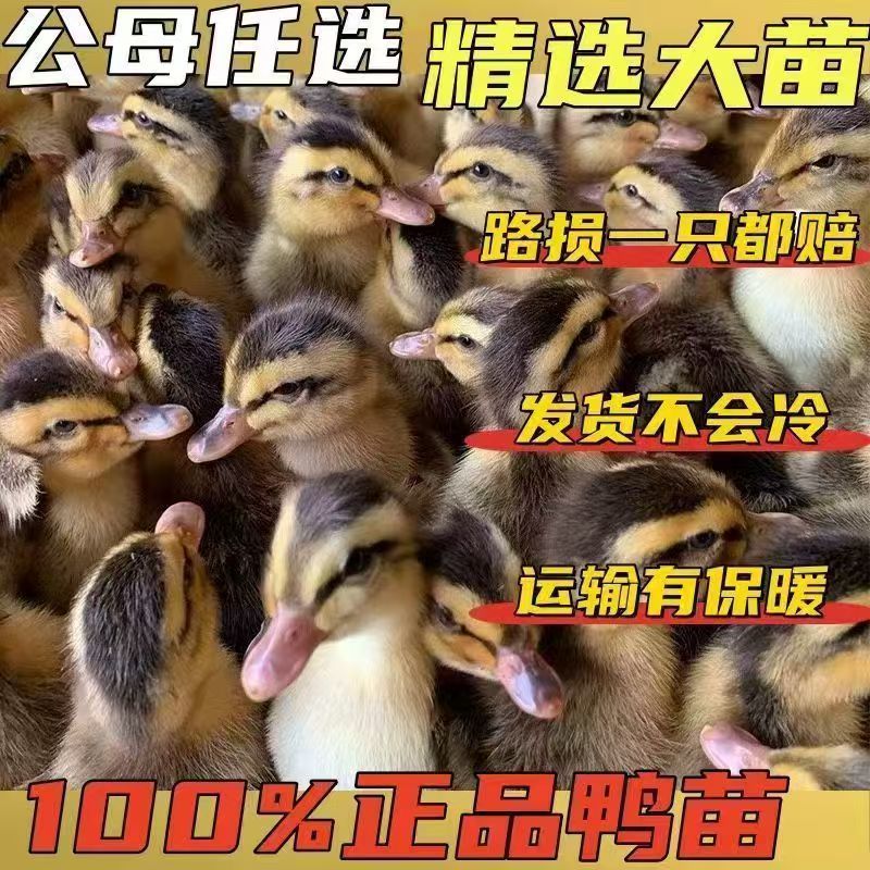 麻鸭苗大种广西麻鸭苗建湖麻鸭苗品种齐全成活率高欢迎咨询