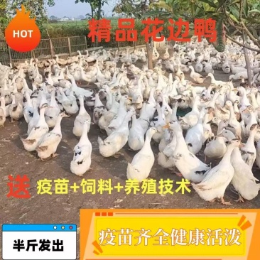 花边鸭苗大种鸭苗畅销鸭苗欢迎实地考察包打疫苗包成活