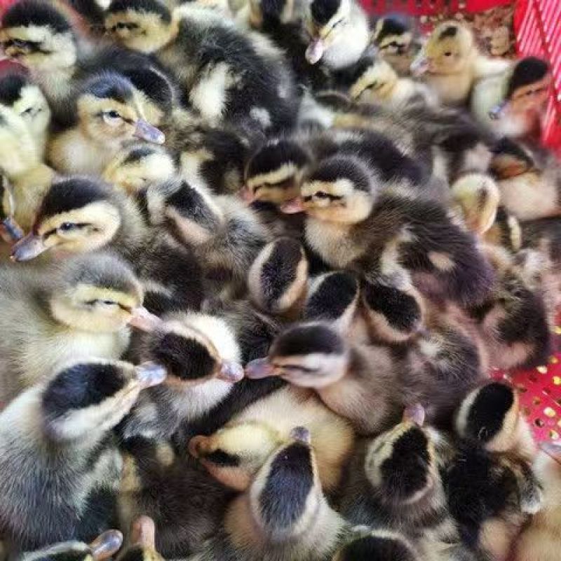 花边鸭苗大种鸭苗畅销鸭苗欢迎实地考察包打疫苗包成活
