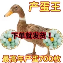 青壳蛋鸭苗产蛋鸭苗品种正宗产蛋量高包打疫苗包运输成活包疫