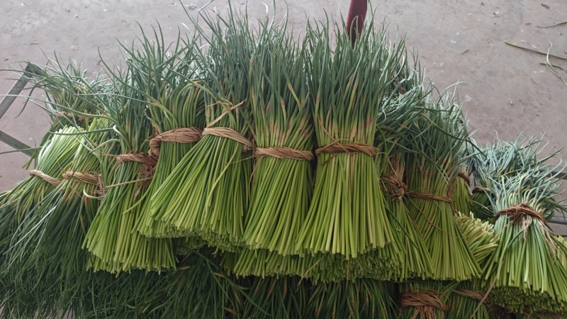 江苏红帽蒜薹基地直发对接电商市场商超一手货源