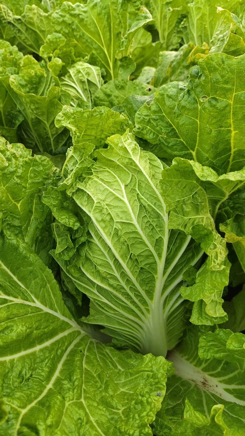 黄心大白菜河北精品白菜，诚信经营，货源充足，量大从优
