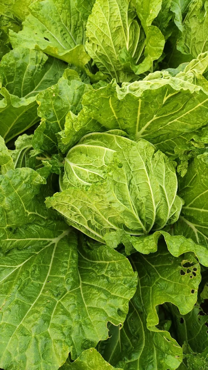 黄心大白菜河北精品白菜，诚信经营，货源充足，量大从优
