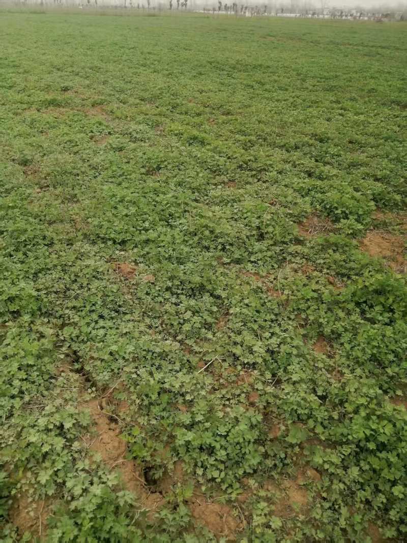 艾草苗河南基地直发保质保量供货视频看货