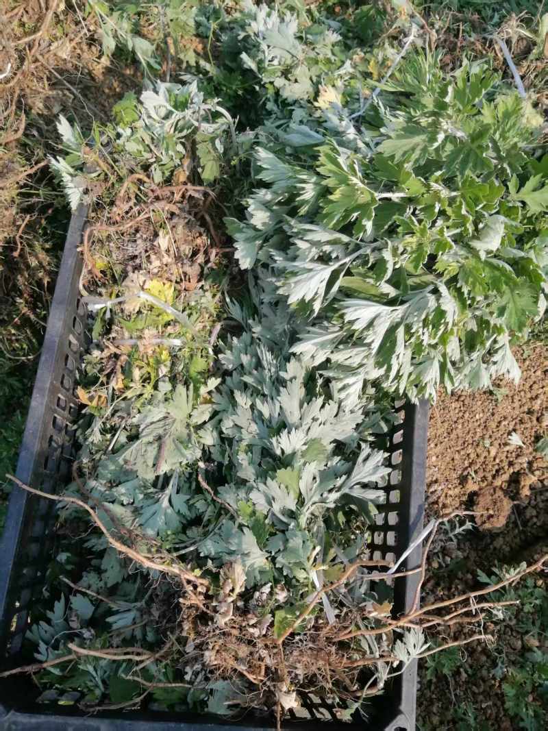 艾草苗河南基地直发保质保量供货视频看货