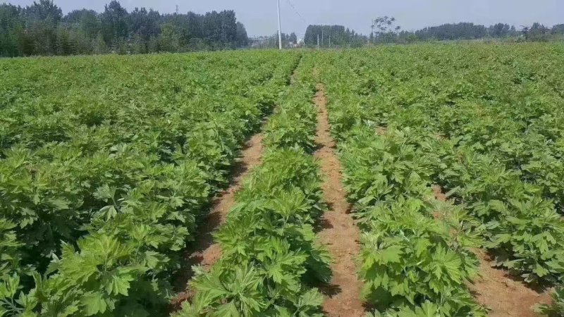 艾草苗河南基地直发保质保量供货视频看货