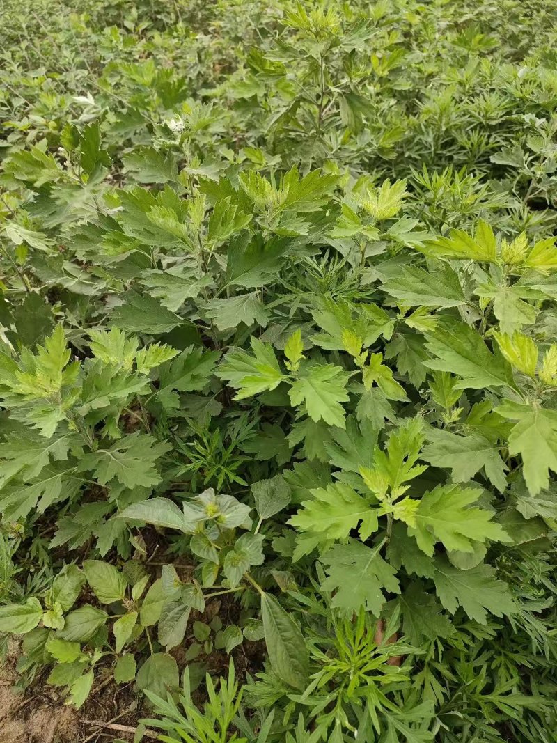 艾草苗河南基地直发保质保量供货视频看货