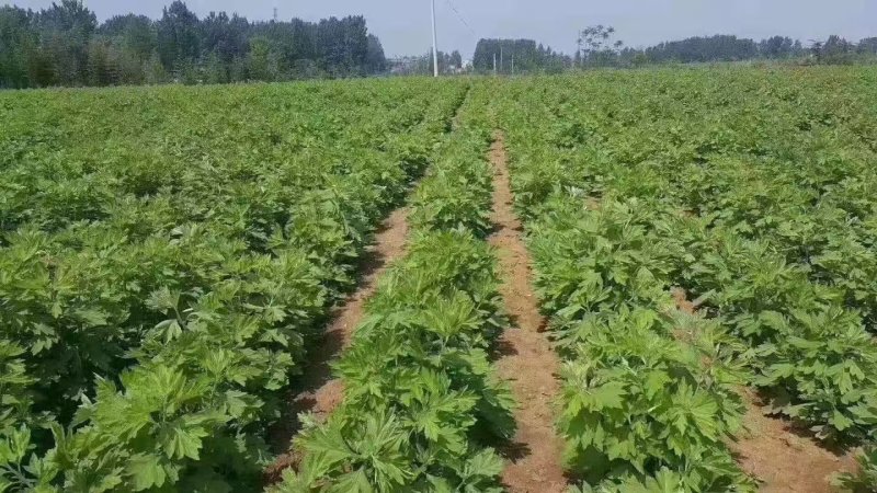 艾草苗河南基地直发保质保量供货视频看货
