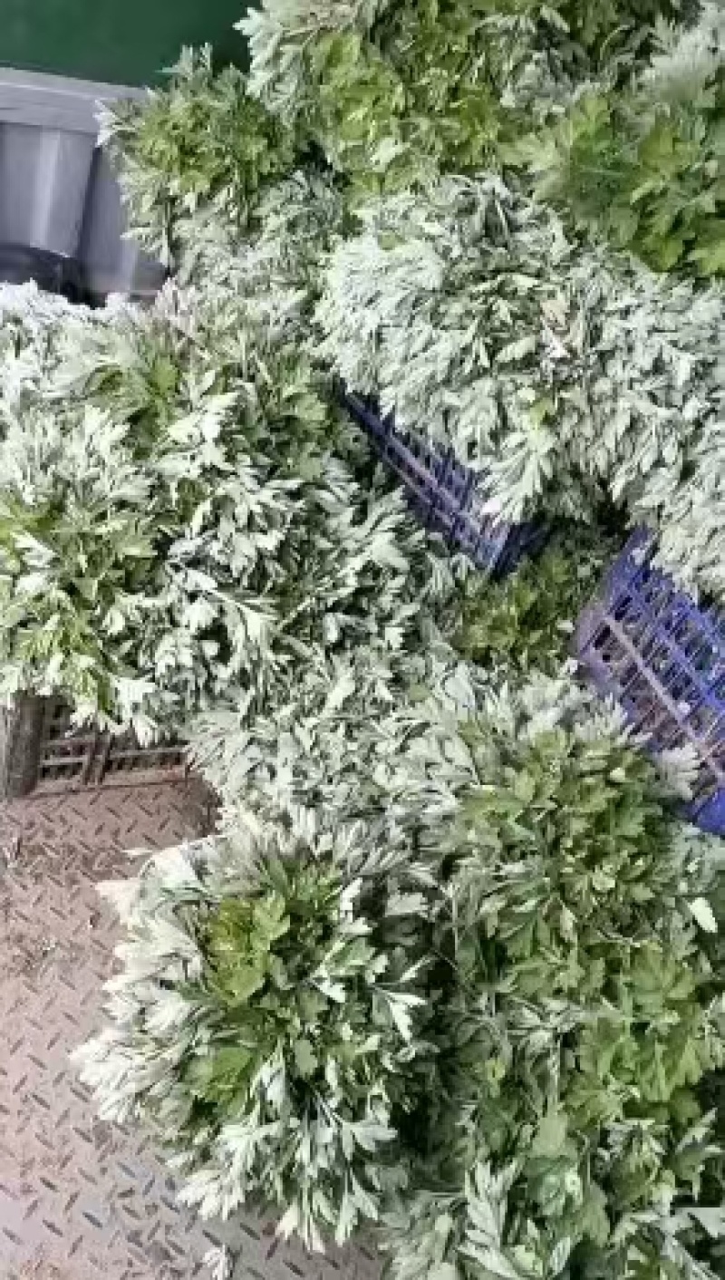 艾草苗河南基地直发保质保量供货视频看货