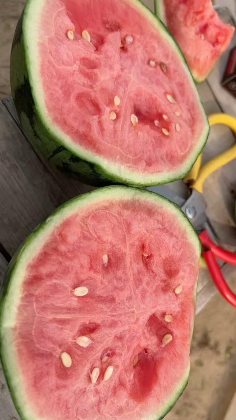西瓜小糖丸西瓜精品小糖丸产地直供一手货源