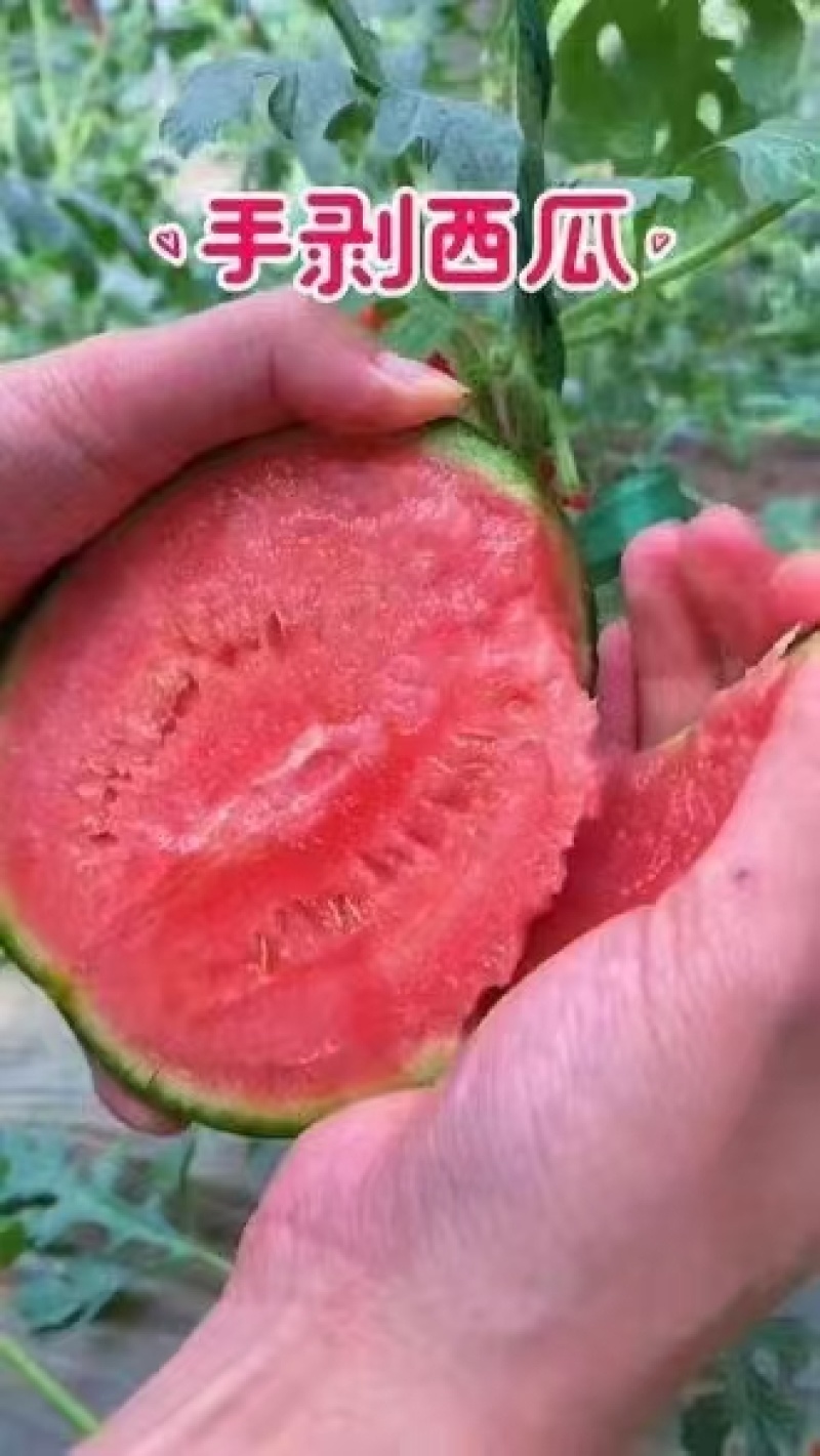 西瓜小糖丸西瓜精品小糖丸产地直供一手货源