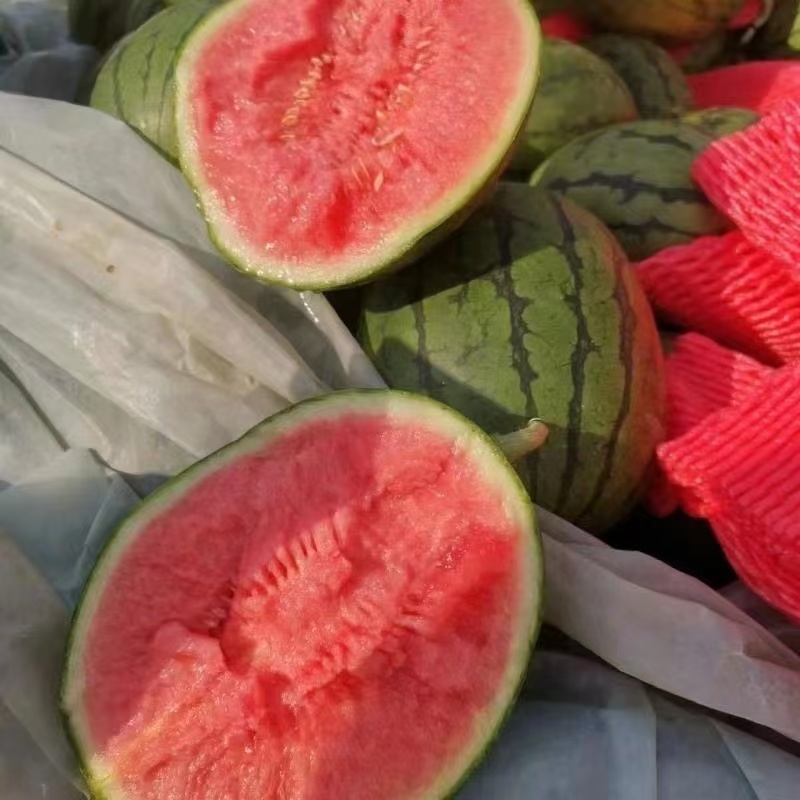 西瓜小糖丸西瓜精品小糖丸产地直供一手货源