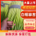 白帽蒜苔江苏产区直发质量保证价钱实惠