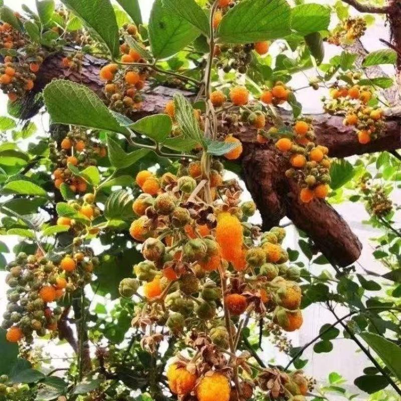 九星叶小苗云南基地直发黑袍黄袍保质保量供货价钱实惠