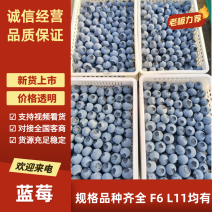 f6，优瑞卡，花香25，L11，云雀蓝莓，可发往全国市场