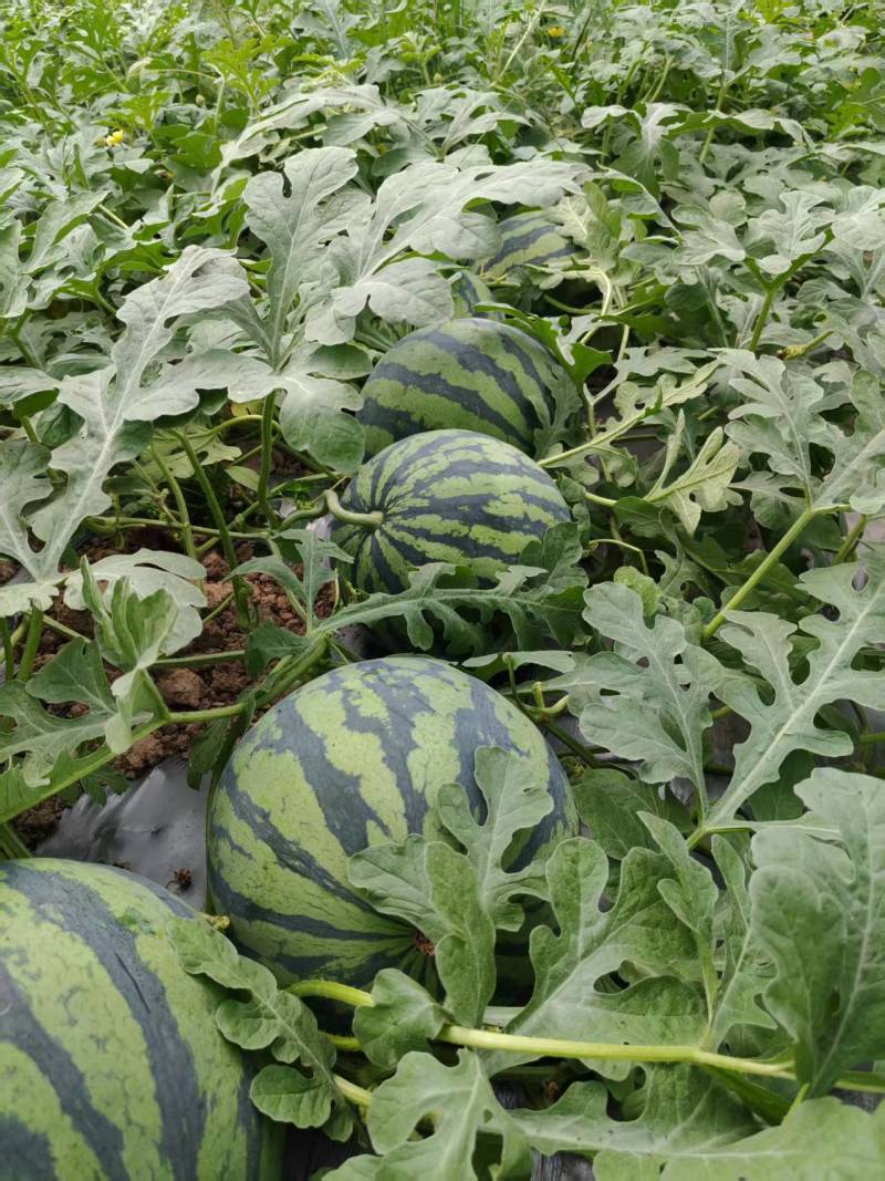 安徽无籽美都西瓜皮薄肉厚对接电商市场商超一手货源