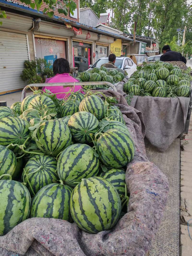 安徽无籽美都西瓜皮薄肉厚对接电商市场商超一手货源