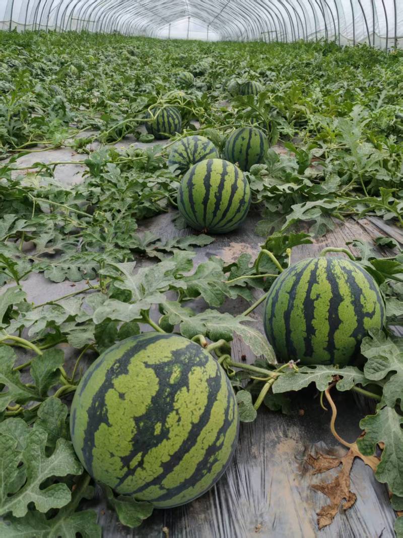安徽无籽美都西瓜皮薄肉厚对接电商市场商超一手货源