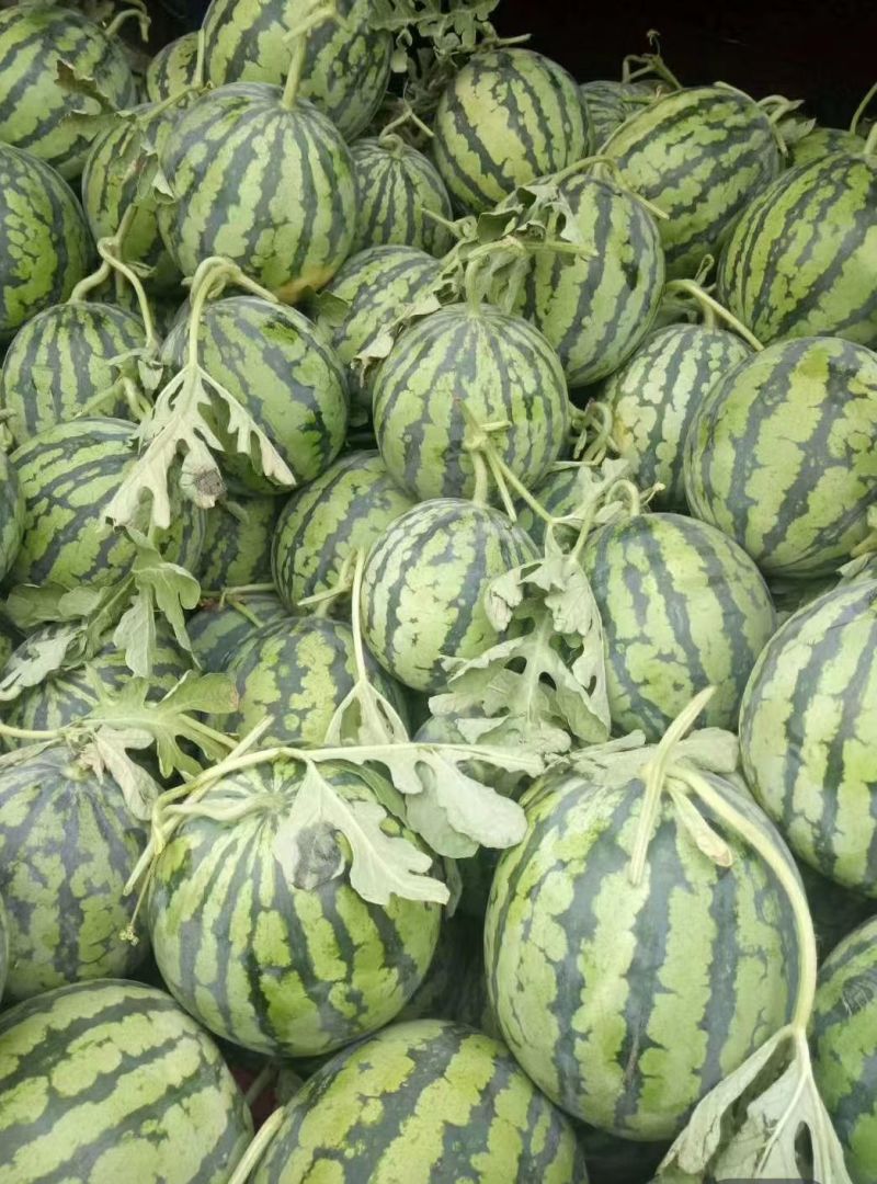 安徽无籽美都西瓜皮薄肉厚对接电商市场商超一手货源