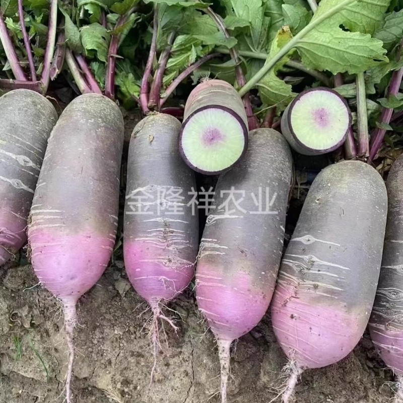 泰靓10号冰激凌萝卜种子杂交甜脆秋播紫皮冰淇淋水果萝卜种