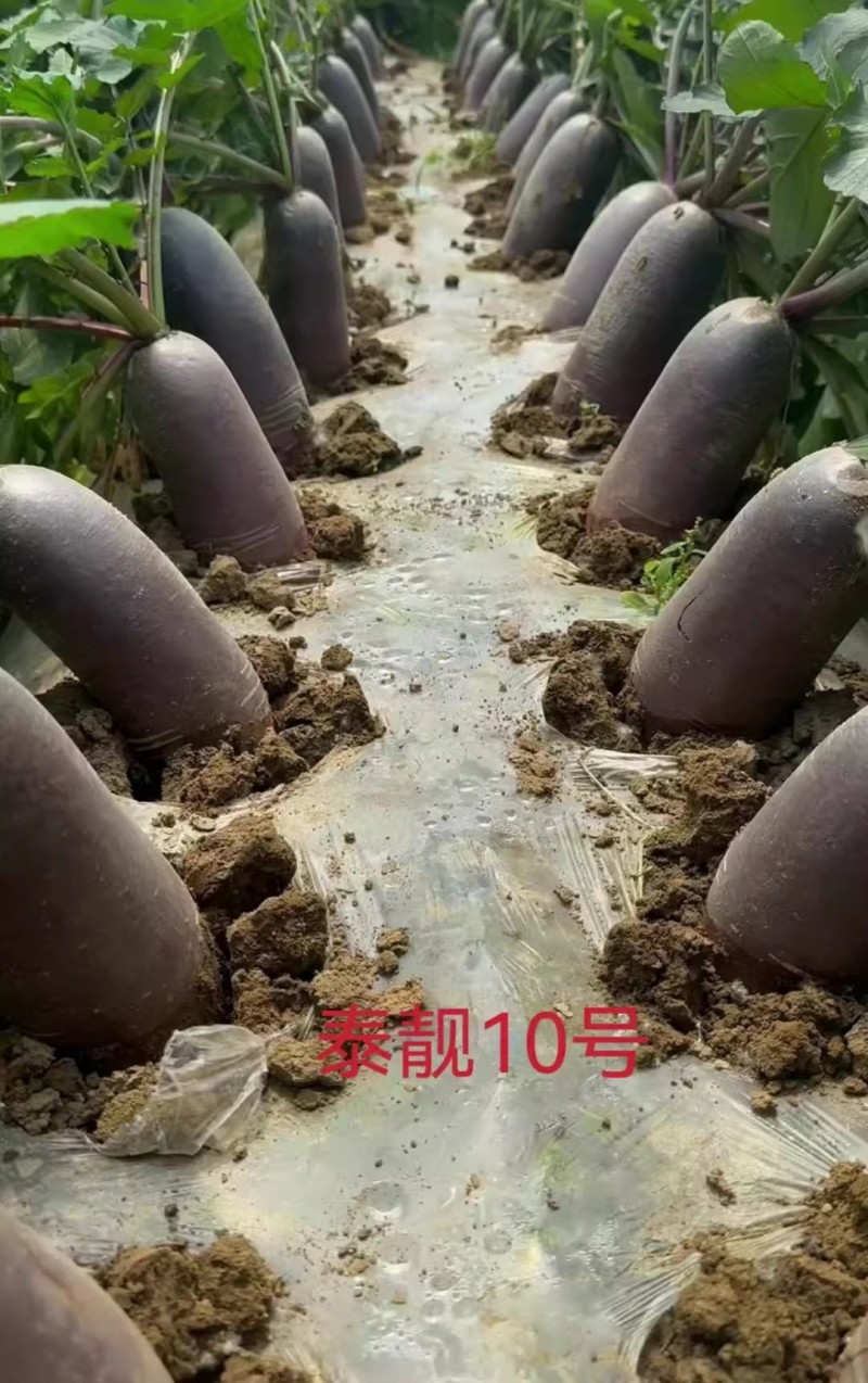 泰靓10号冰激凌萝卜种子杂交甜脆秋播紫皮冰淇淋水果萝卜种