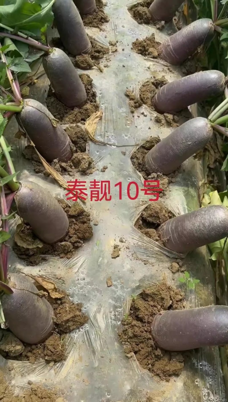 泰靓10号冰激凌萝卜种子杂交甜脆秋播紫皮冰淇淋水果萝卜种