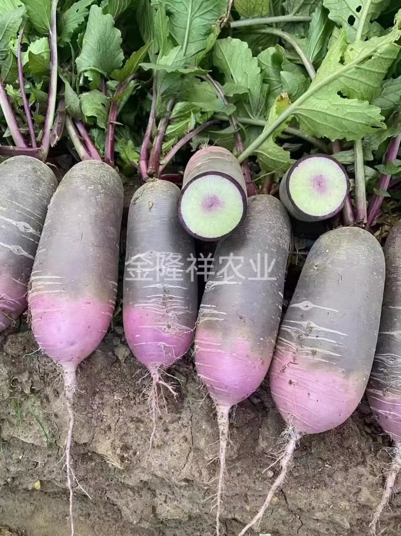 泰靓10号冰激凌萝卜种子杂交甜脆秋播紫皮冰淇淋水果萝卜种