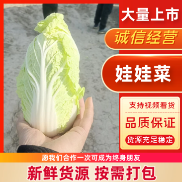 精品娃娃菜源头产地量大从优价格透明全国可发