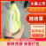 精品娃娃菜源头产地量大从优价格透明全国可发