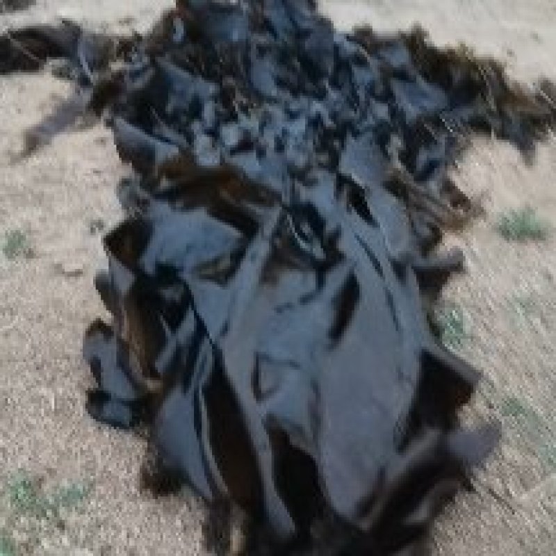 山东威海散干海带现货先发可视频看货欢迎来电咨询