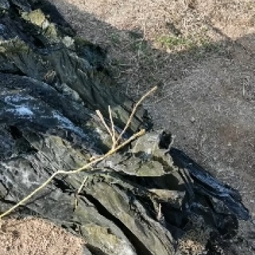 山东威海散干海带现货先发可视频看货欢迎来电咨询