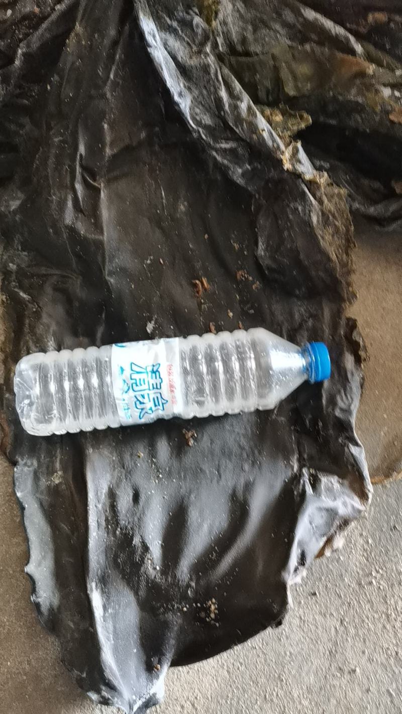 山东威海散干海带现货先发可视频看货欢迎来电咨询