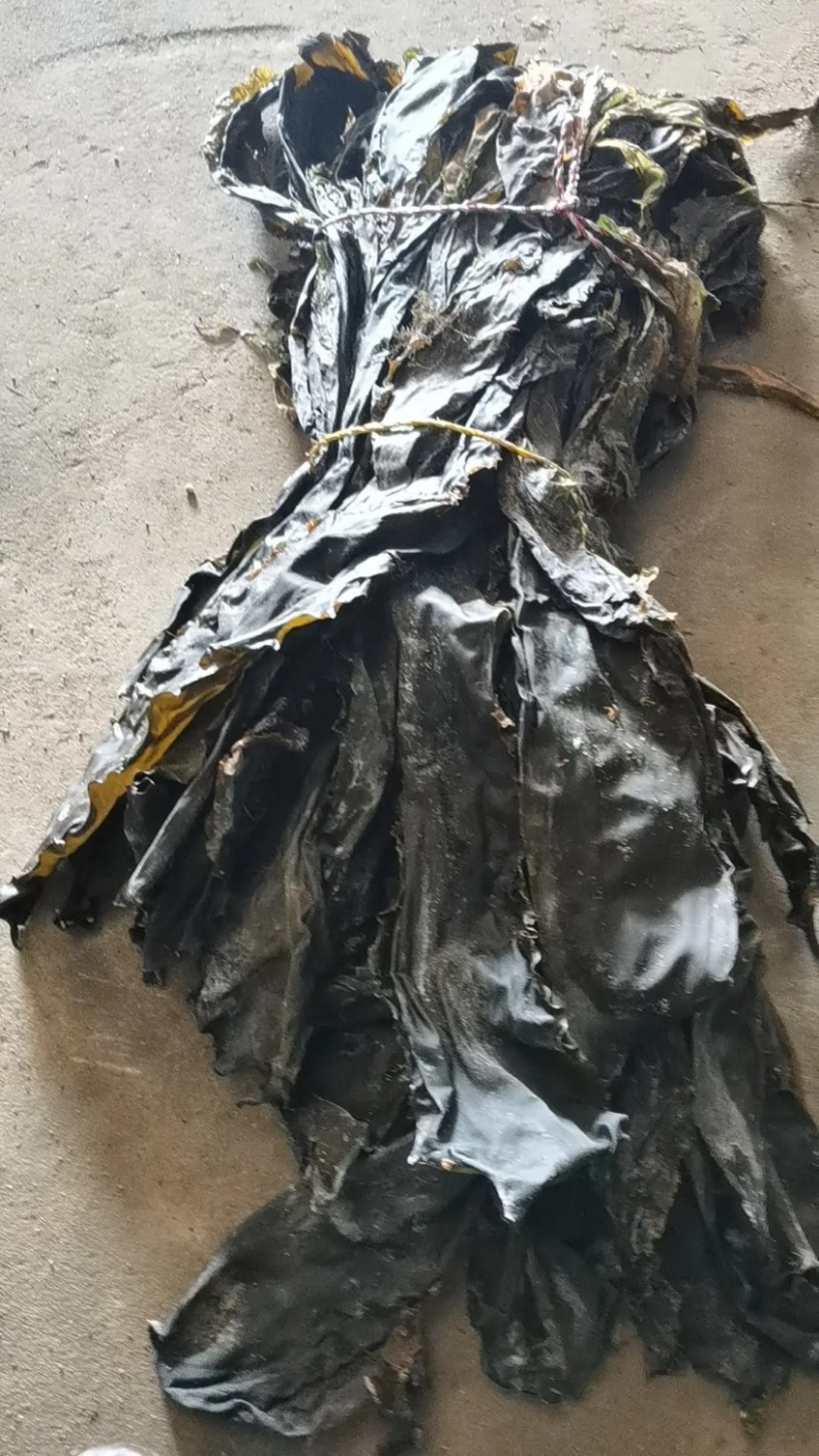 山东威海散干海带现货先发可视频看货欢迎来电咨询