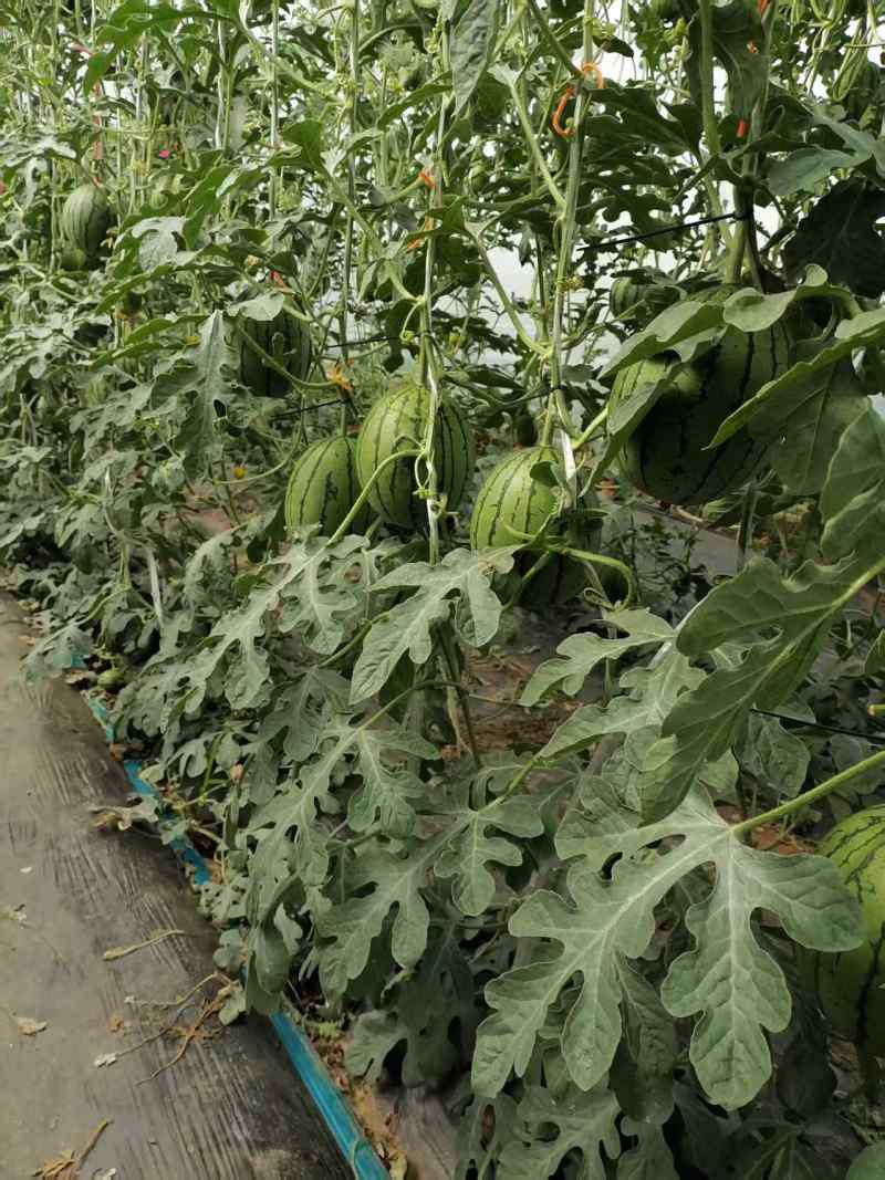 小糖丸小吊瓜产地直发代发全国对接全国采购商