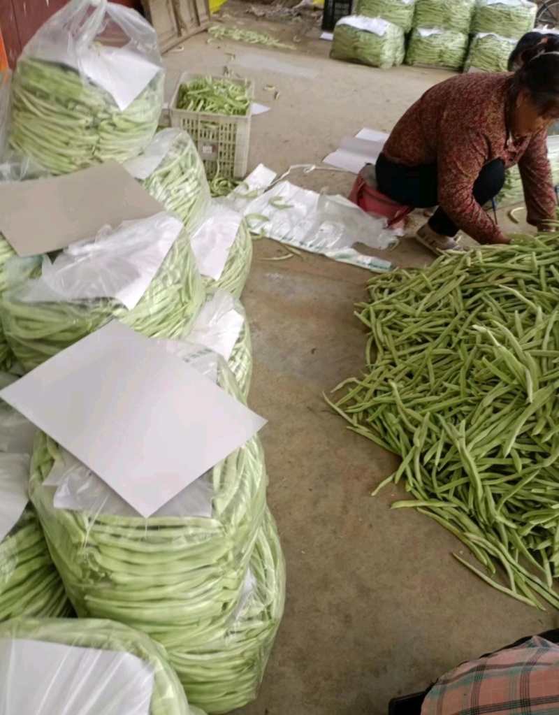 【优质】大棚菜，白不老，油豆红豆，大量上市中，一条龙服务