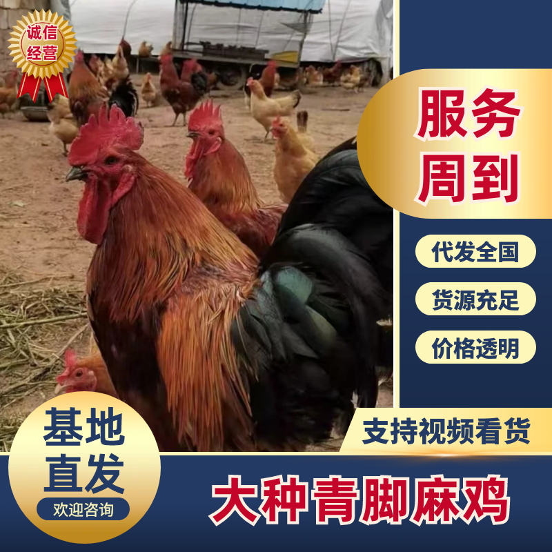青脚麻鸡苗，红瑶土鸡，土鸡黑瑶，包运输包成活率