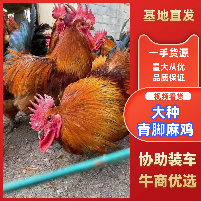 青脚麻鸡苗，红瑶土鸡，土鸡黑瑶，包运输包成活率