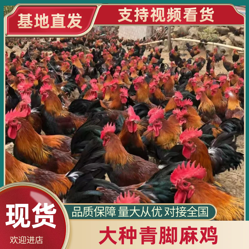青脚麻鸡苗，红瑶土鸡，土鸡黑瑶，包运输包成活率