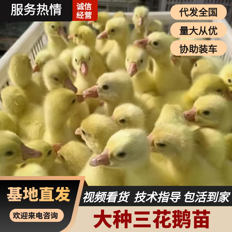 大种三花鹅苗，折东皖浦厂家批发，量大从优包运输包成活
